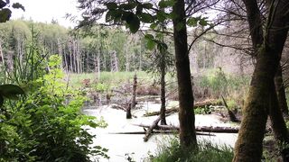 Relaxing by a Beaver Pond with y Wie. - Outdoors