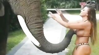When the elephant loves your tits! - Funny