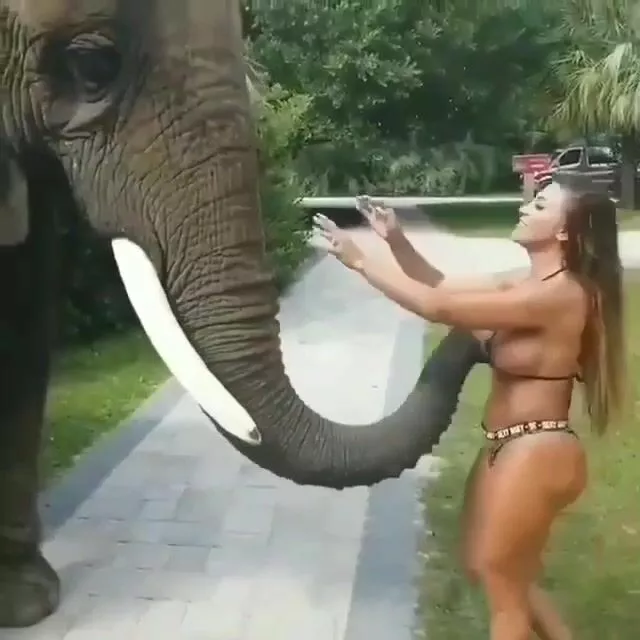 Elephant Porn Site