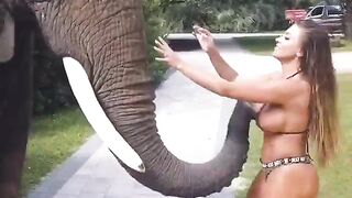 To take a photo with an elephant for the insta - Funny