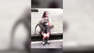Monkey business 2 - Funny